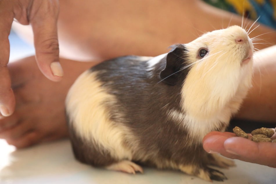 Ein entspanntes Meerschwein kommt von allein zum Menschen.