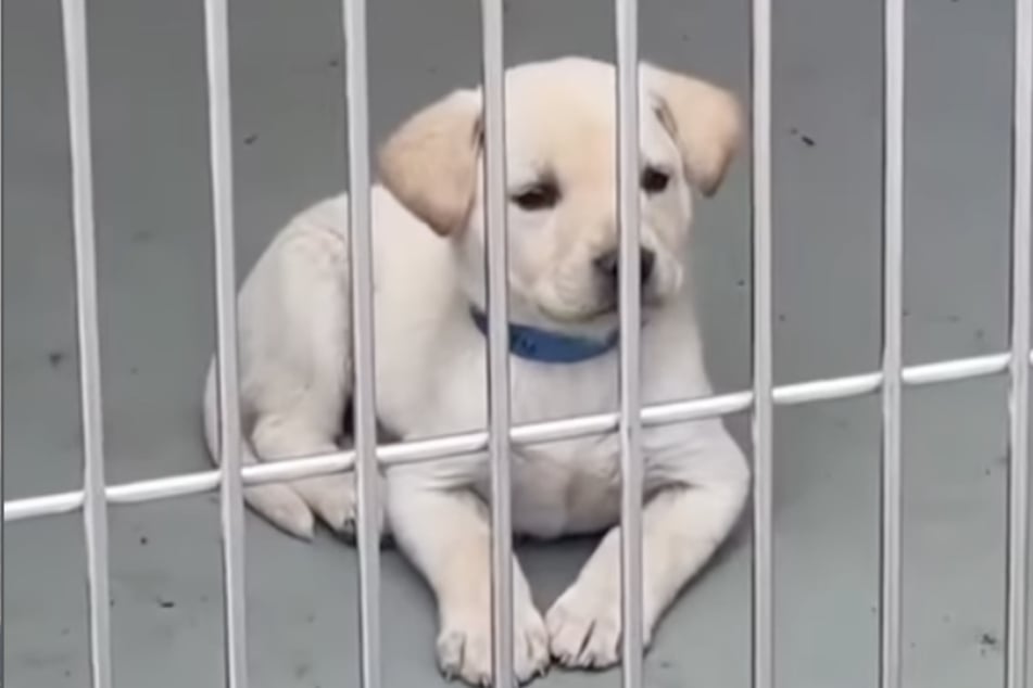 The little puppy was separated from his mother far too early and ended up in an animal shelter in California.