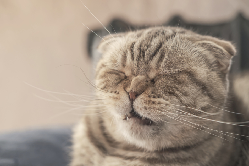 Why do cats sneeze? Is it for the same reason as humans?