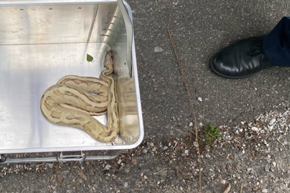 Würgeschlange mit sanftem Gemüt: In Oberbayern ist auf einem Briefkasten eine Königspython entdeckt worden.