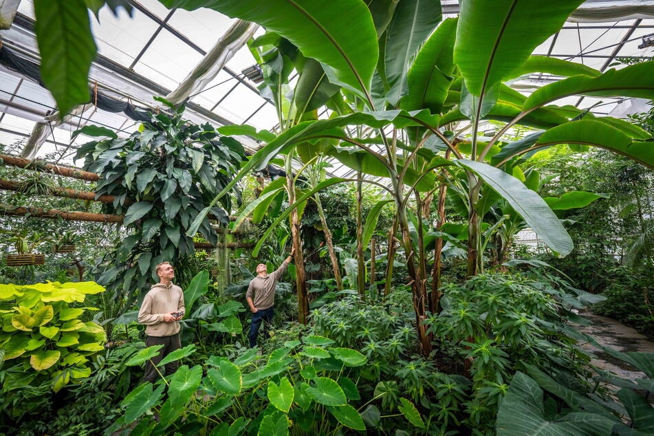 Wird auch der Botanische Garten künftig in eine städtische Gesellschaft umstrukturiert? Hier: Leiter Sten Giller (46, r.) und Mitarbeiter Tobias Horn (24) im großen Gewächshaus.