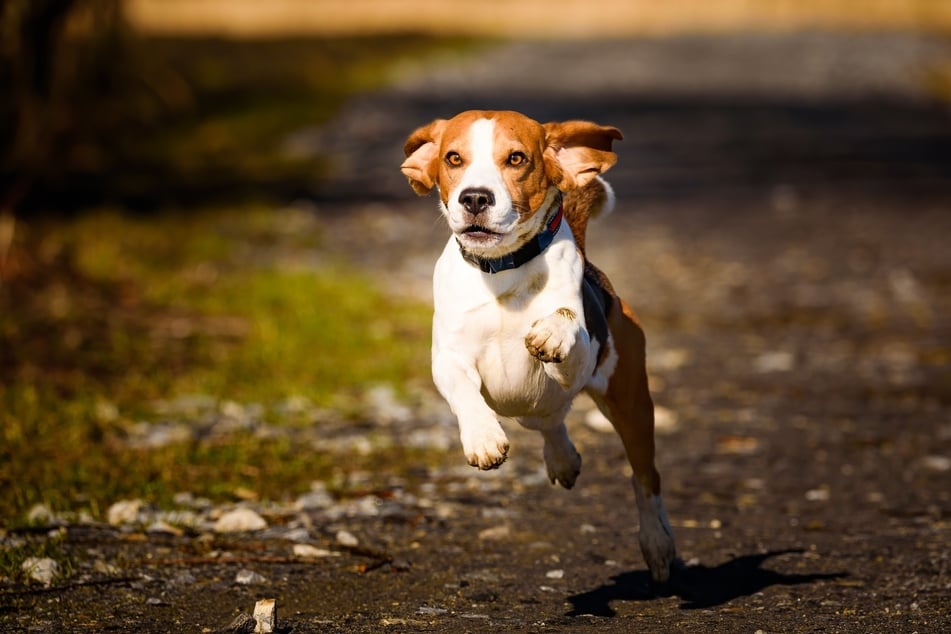 Beagles haben einen sehr ausgeprägten Jagdinstinkt und gehören zu den Bracken-Hunderassen.