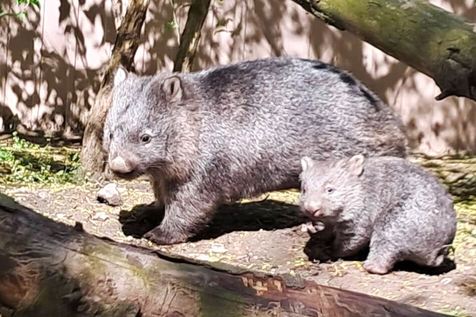 Mama Kochii und ihr Nachwuchs sind gemeinsam auf der Außenanlage unterwegs.