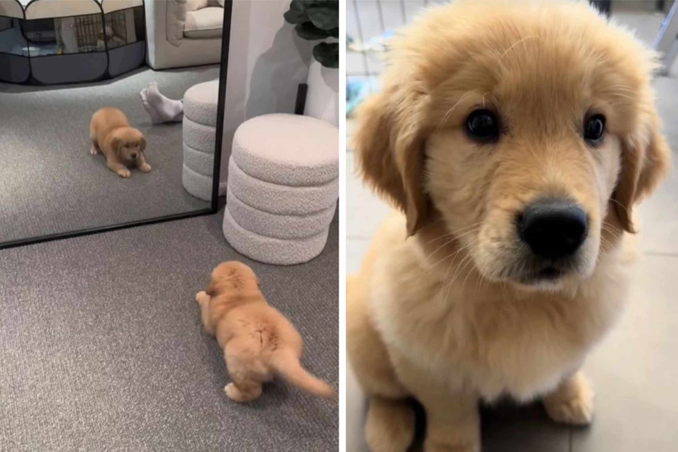 Golden retriever puppy's mirror battle has millions laughing