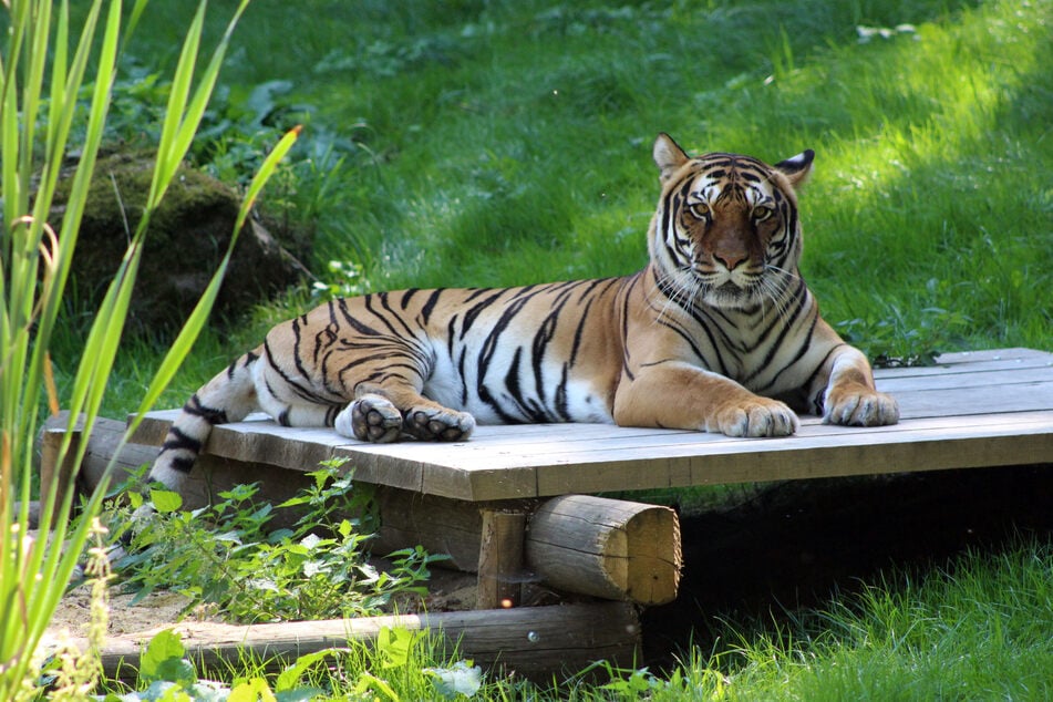 Tigerin "Indira" wurde eingeschläfert.