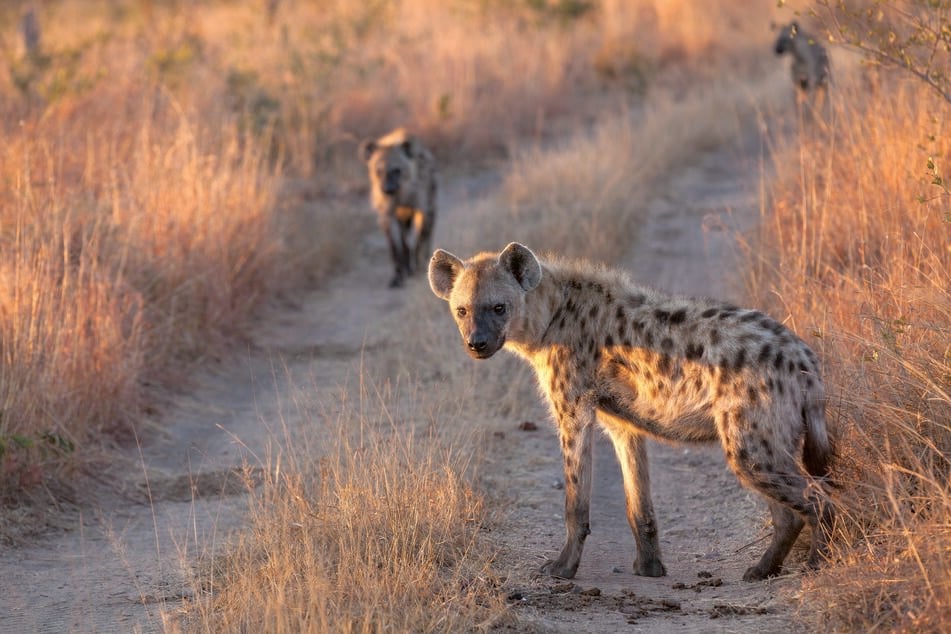 Schon im Frühling 2021 sollen die Hyänen im Tierpark Chemnitz ankommen.