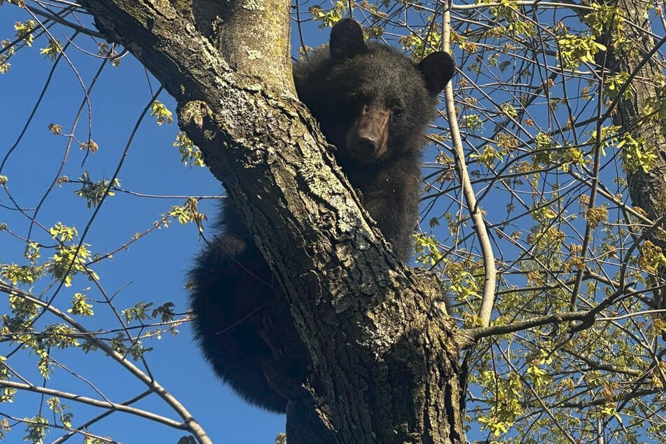 Erst mehrere Stunden nach der Betäubung fiel der Schwarzbär endlich aus dem Baum.