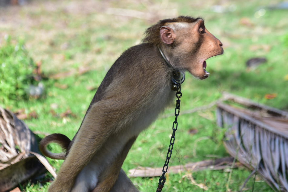 Macaques are trained at monkey schools, where they are taught to twist the coconuts until the branches fall to the ground.