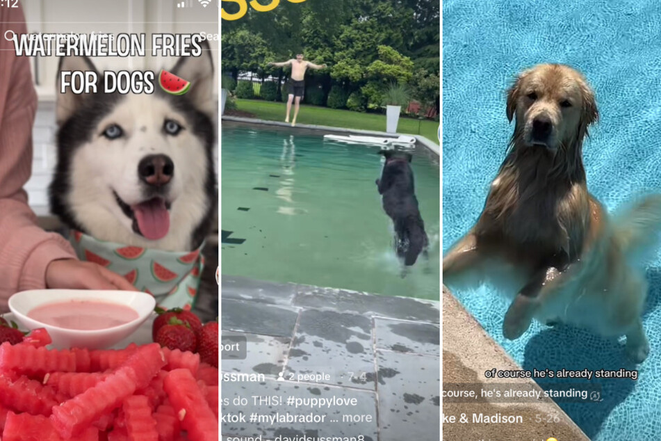 These three summer-loving dogs are having the time of their lives on TikTok!