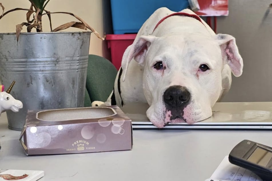 Eddie ist lernfreudig und kommt gut mit visuellem Training zurecht.