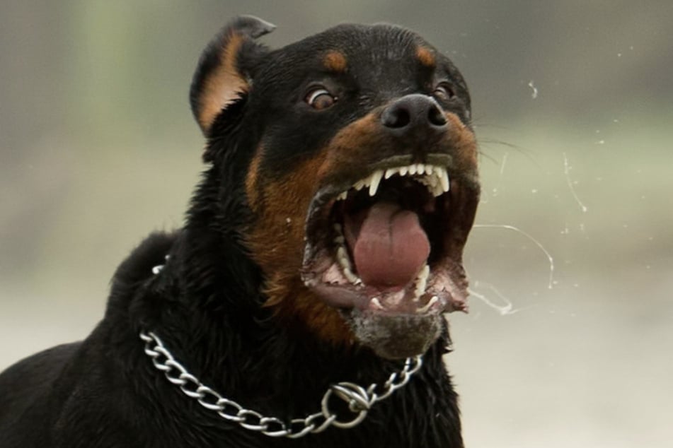 Der angreifende Hund soll den Angaben nach nicht angeleint gewesen sein. (Symbolfoto)