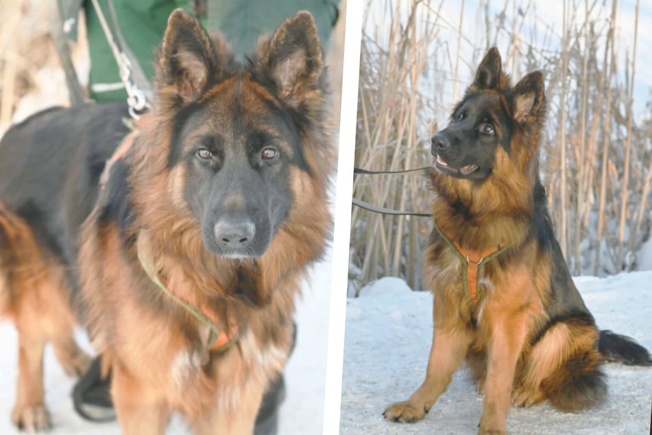 Kann der hübsche Hauke Dein Herz gewinnen?