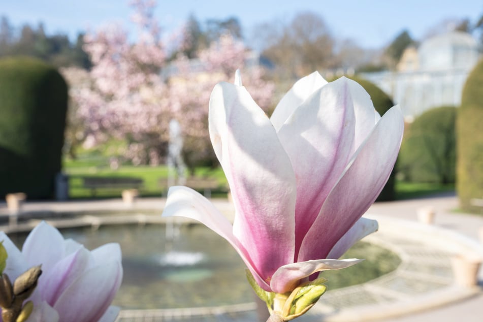 Die Magnolien blühen noch vor dem Austreiben der Blätter.