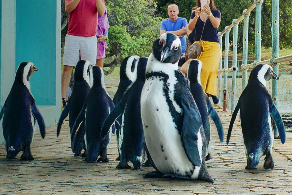 These penguins put you in a good mood.