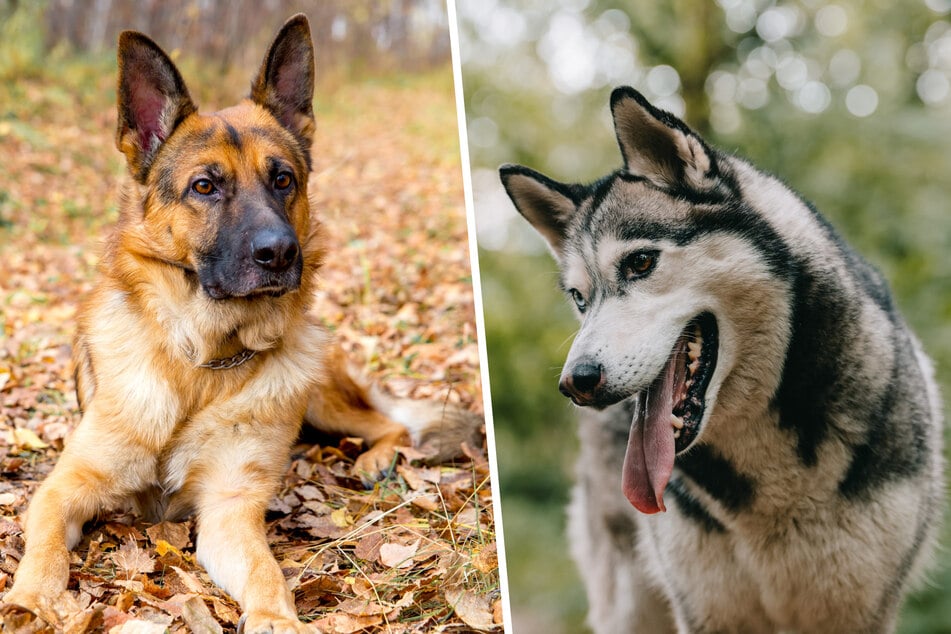 Siva ist eine spannende Mischung aus Schäferhund (l.) und Husky. (Symbolfoto)
