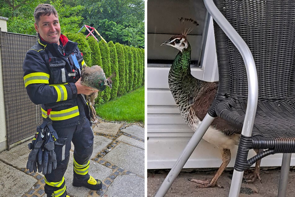 Das Katz-und-Maus-Spiel hat endlich ein Ende: Die Feuerwehr konnte den flüchtigen Pfau einfangen.