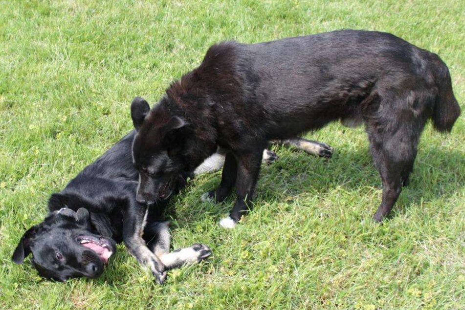 Mit Artgenossen ist der Rüde grundsätzlich gut verträglich, im Tierheim lebt er in einer gemischten Hundegruppe.