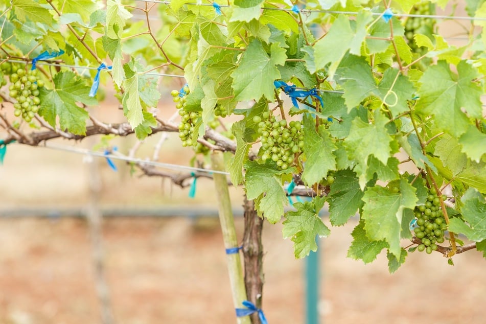 Wann sollte man den Wein schneiden? Herbst oder Frühjahr?