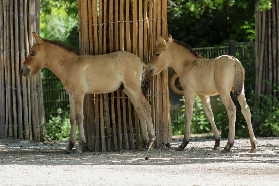 Die Neuzugänge "Vicky" und "Vitus" sind Geschwister.