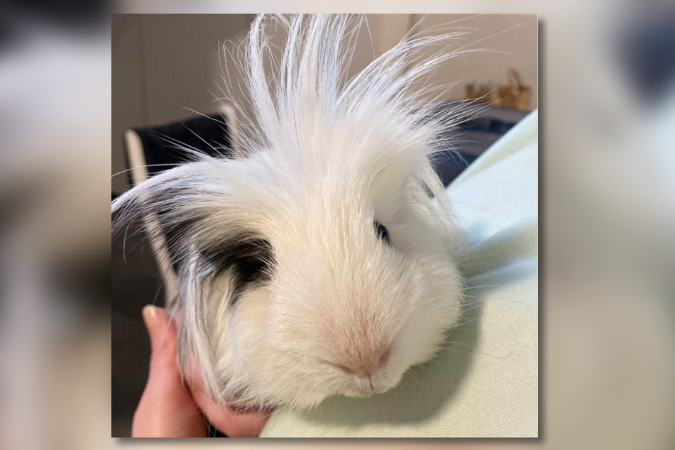 Meerschweinchen Elvis befindet sich mittlerweile in guten Händen und wird im Tierheim Bergheim aufgepäppelt.