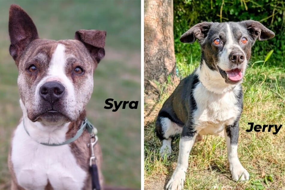 Syra wurde durch die Ordnungsbehörde als vermutet gefährlich eingestuft, ist aber im Alter sehr ruhig geworden. Jerry hört und sieht nicht mehr gut, ist aber sehr lebensfroh.