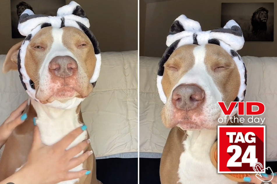 Today's Viral Video of the Day shows Knight the Pitbull enjoying a spa day with his owner, complete with a stylish headband and luxurious brushing.
