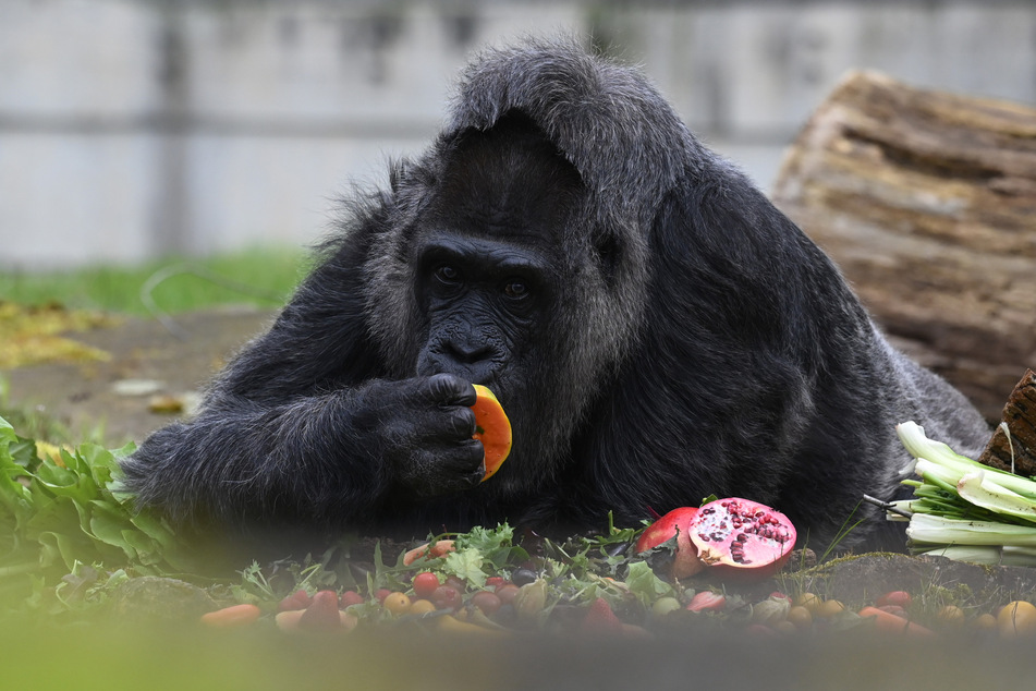 Gorilla-Dame Fatou kam auf Umwegen in den Berliner Zoo und feiert am Samstag ihren 67. Geburtstag.