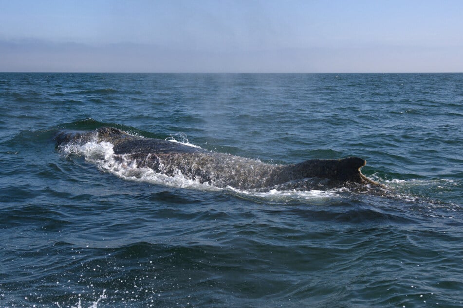 Der Buckelwal wird auf zehn bis zwölf Meter geschätzt.