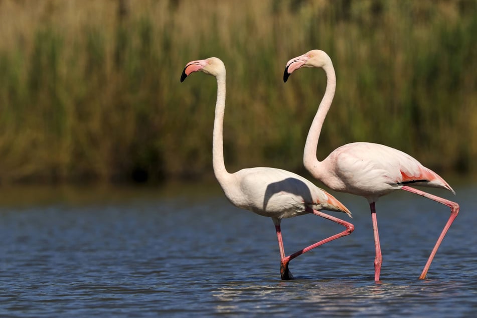 Do flamingos have the longest neck in the world, or is the real victor more... obvious?