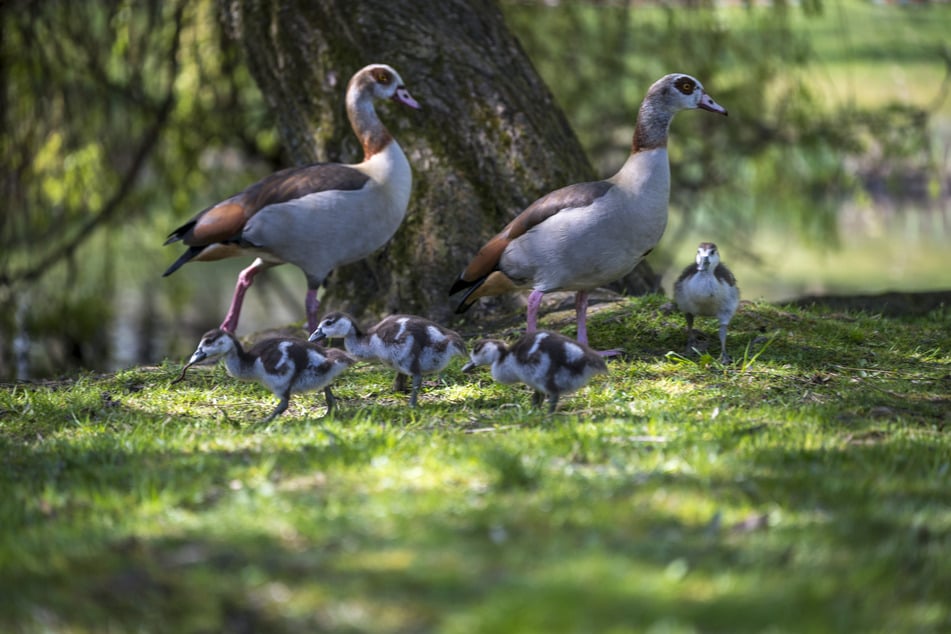 Am Schloßteich hat ein Nilgans-Paar gebrütet.