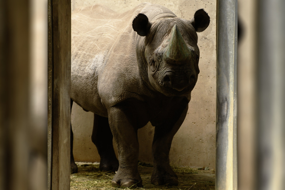 "Vungu" ist bereits vergangene Woche im Zoo Leipzig eingezogen und gewöhnt sich aktuell an sein neues Zuhause.