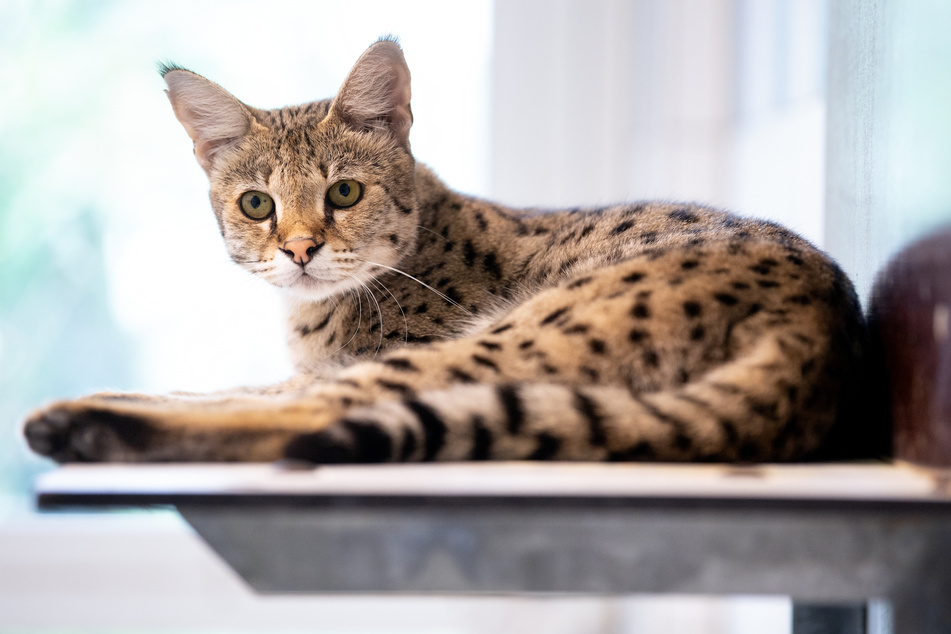 Exotische Katzen als Trend-Tiere fürs Wohnzimmer