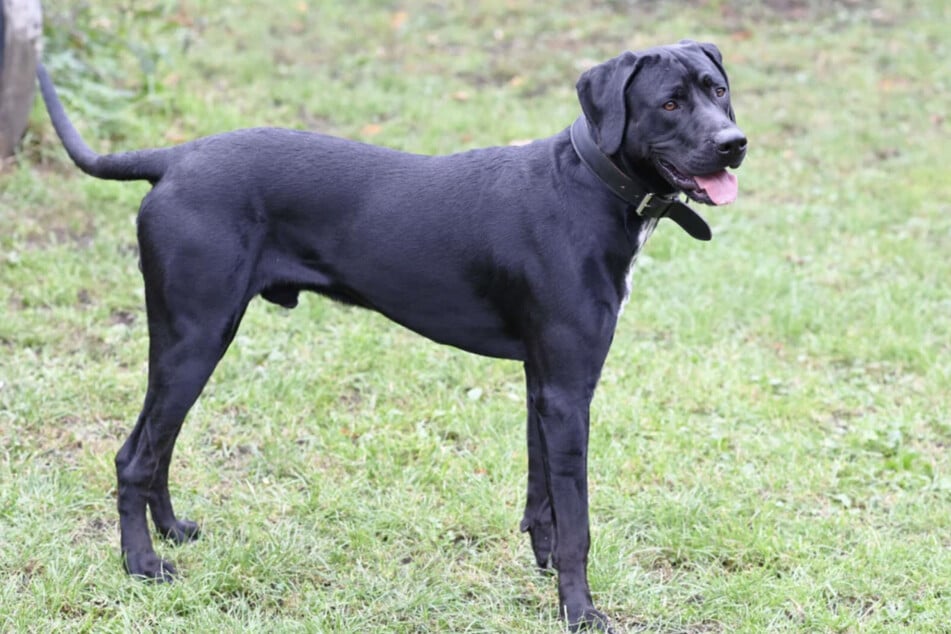Der junge Hund ist sehr menschenbezogen.