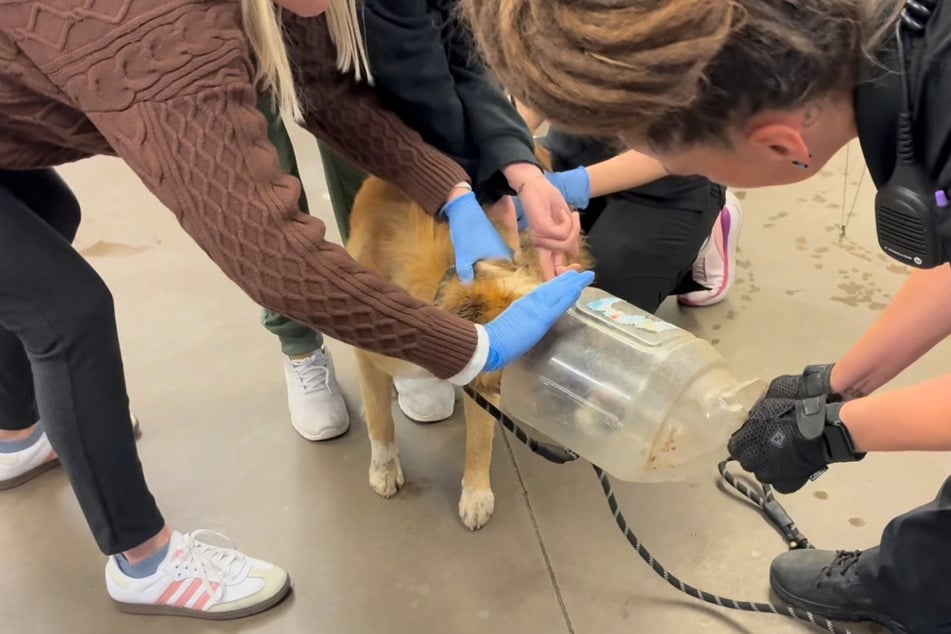 Am Ende mussten mehrere Frauen ran, um den Hund von dem Behälter zu befreien.