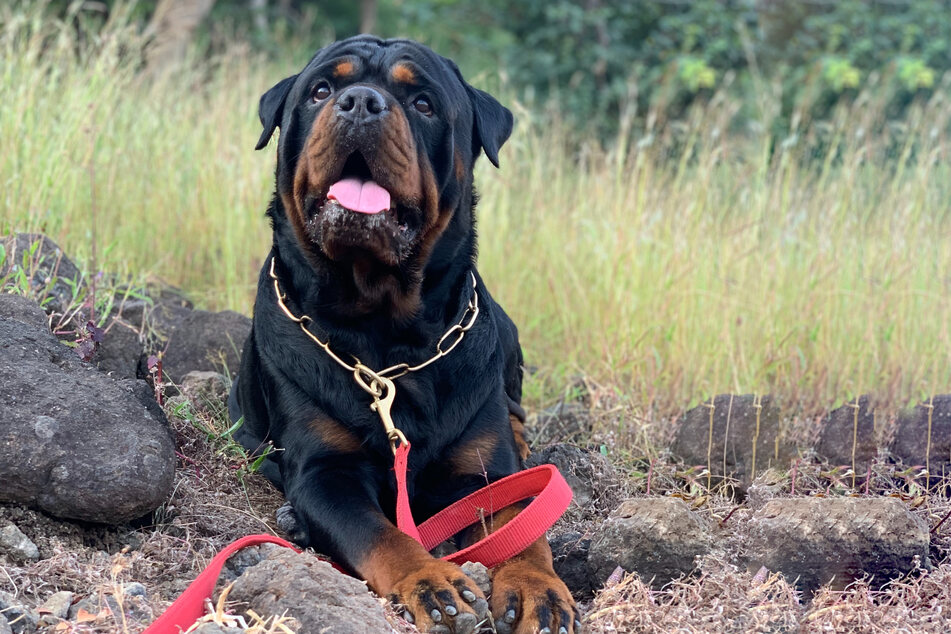 Rottweilers are big and scary-looking dogs.