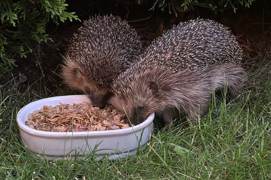 Diesen beiden Igel kommen regelmäßig zum Futtern in den Garten des Comedians.