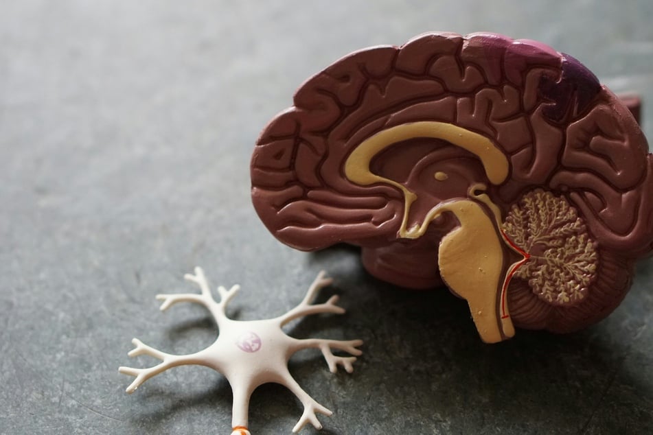 The University of Arizona researcher linked menopause to a drop in the brain's ability to metabolize glucose and a rise in protein plaque deposits (stock image.)