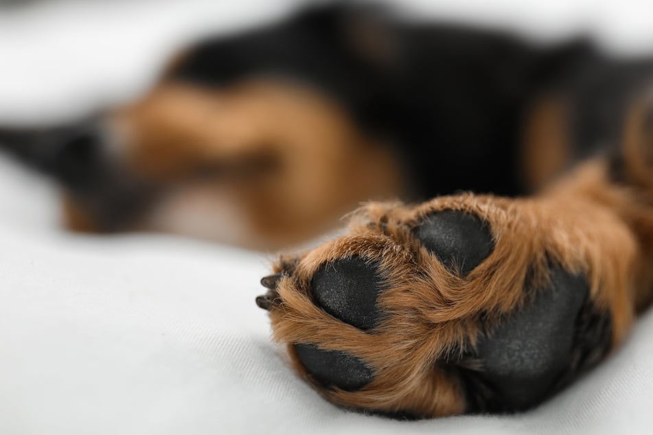 Im Hauhalt wurde auch ein völlig unterversorgter Hund gefunden, der wohl seit Monaten nicht mehr aufstehen konnte. (Symbolbild)