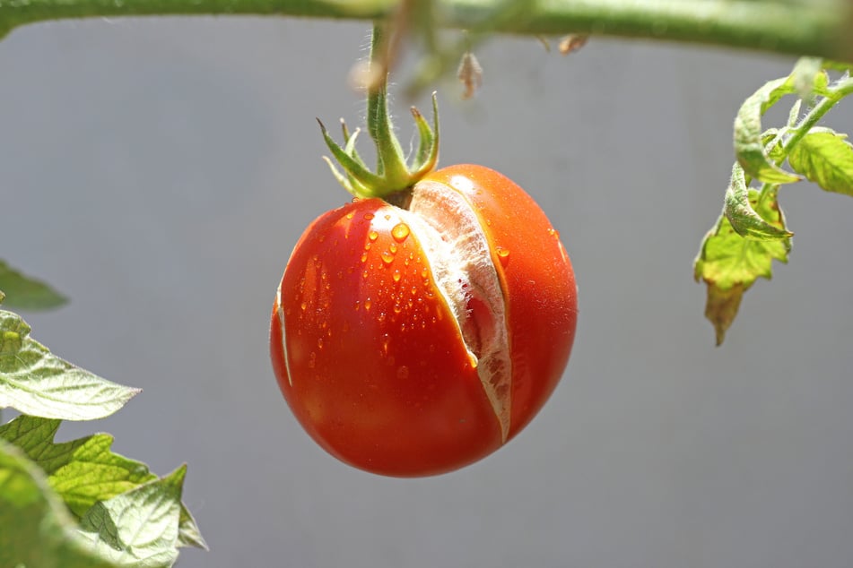Warum platzen Tomaten? Und sind geplatzte Tomaten essbar?