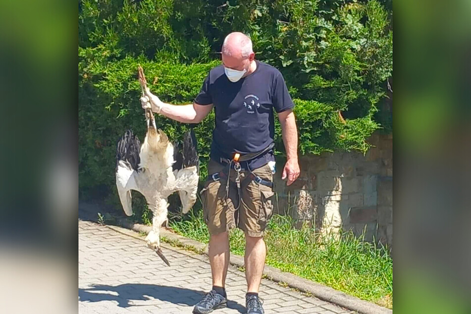 Erneut musste Karsten Peterlein (48) von der Leipziger Wildvogelhilfe einen verendeten Jungstorch bergen.