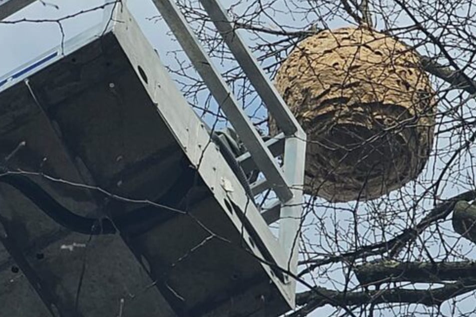 Was hängt denn da im Baum? Zwei XXL-Nester sorgen in NRW für Aufregung