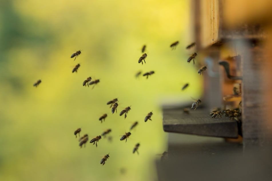 Bienen folgen ihrer Königin. Ist die Bienenkönigin gefangen, kommen die anderen ihr hinterher.