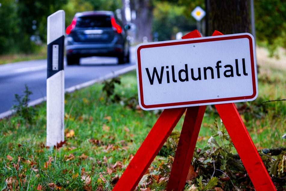 Im vergangenen Jagdjahr wurden nahezu 14.000 Unfälle mit Rehen und Hirschen in Hessen gezählt. (Archivbild)