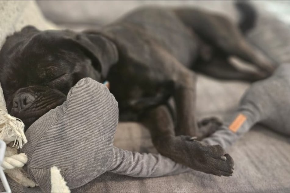 Sich zu entspannen fällt dem sensiblen und menschenbezogenen Hund jedenfalls nicht schwer.