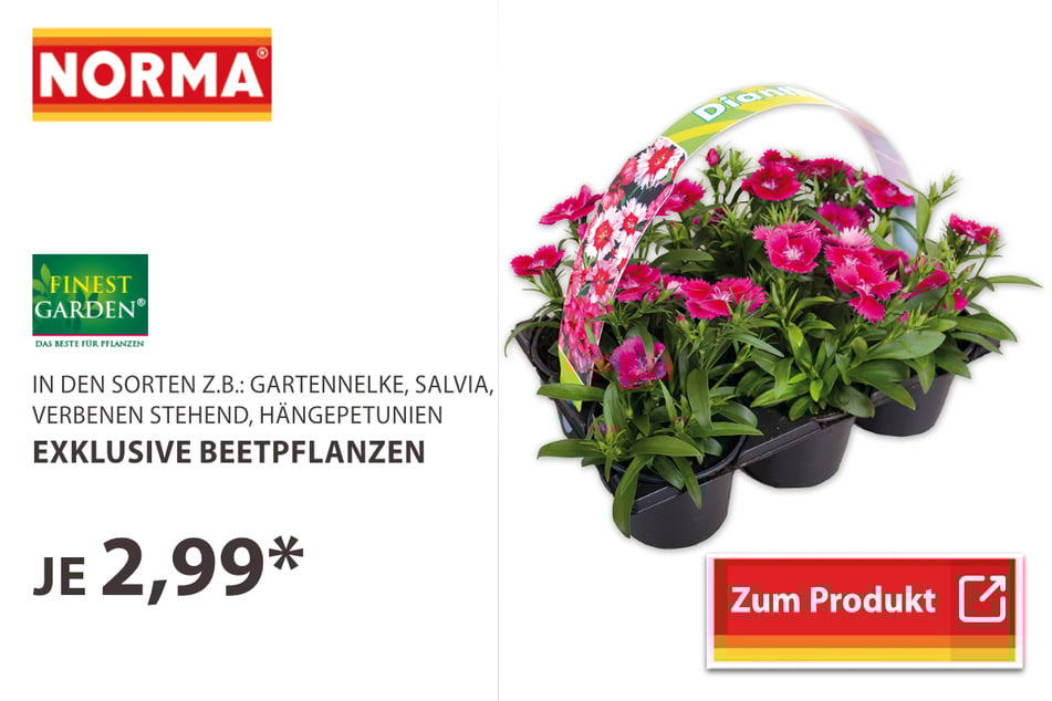 Exklusive Beetpflanzen