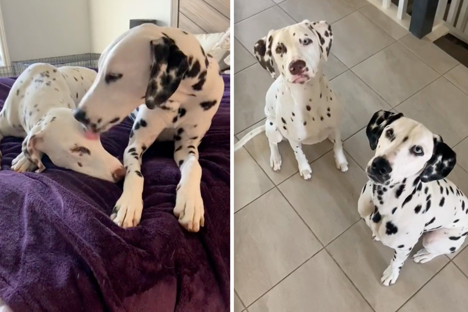 Two loving Dalmatian sisters have enraptured the internet in a new TikTok clip that shows the eldest's concerned reaction to her sister having nightmares.