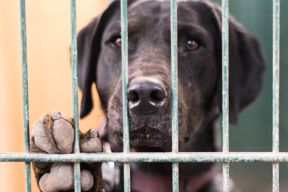 Hundebesitzer "sucht" Vierbeiner im Tierheim: Plötzlich wird es brandgefährlich