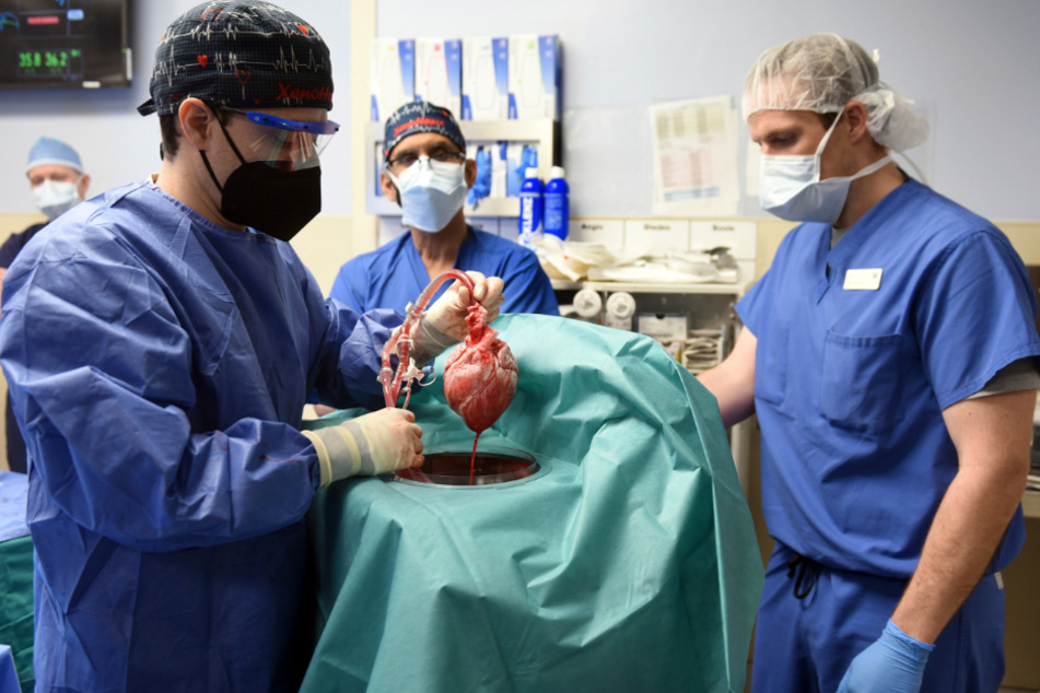 Mitglieder des Operationsteams zeigen ein Schweineherz vor der Transplantation in einen Patienten in Baltimore.