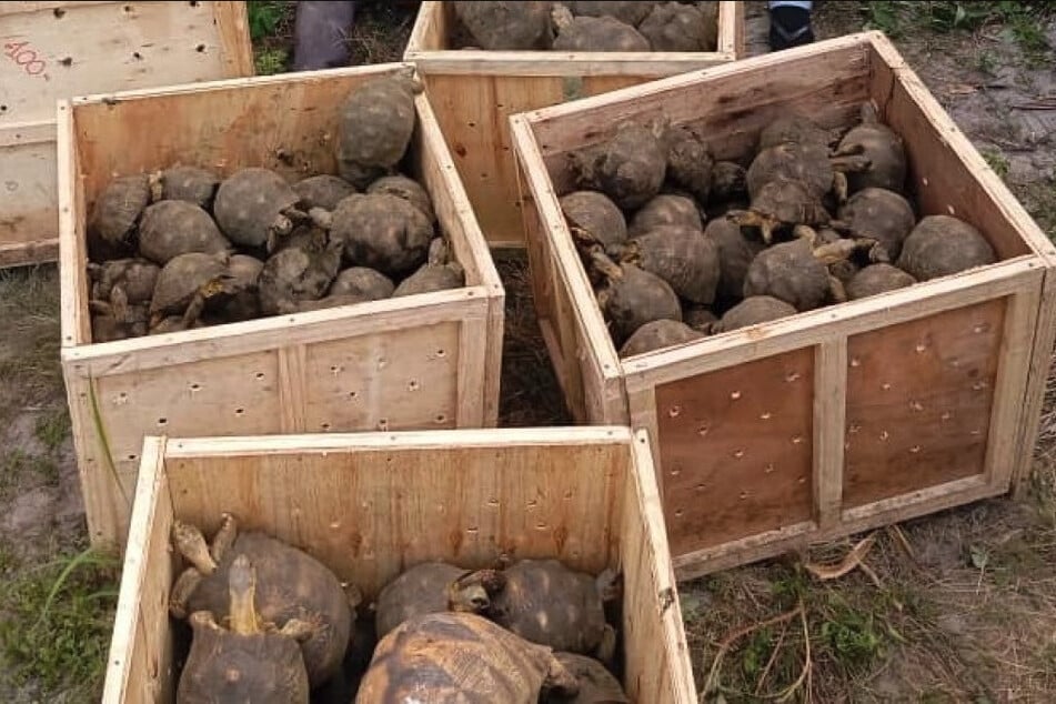 In Tansania konnten kistenweise Schildkröten gerettet werden.