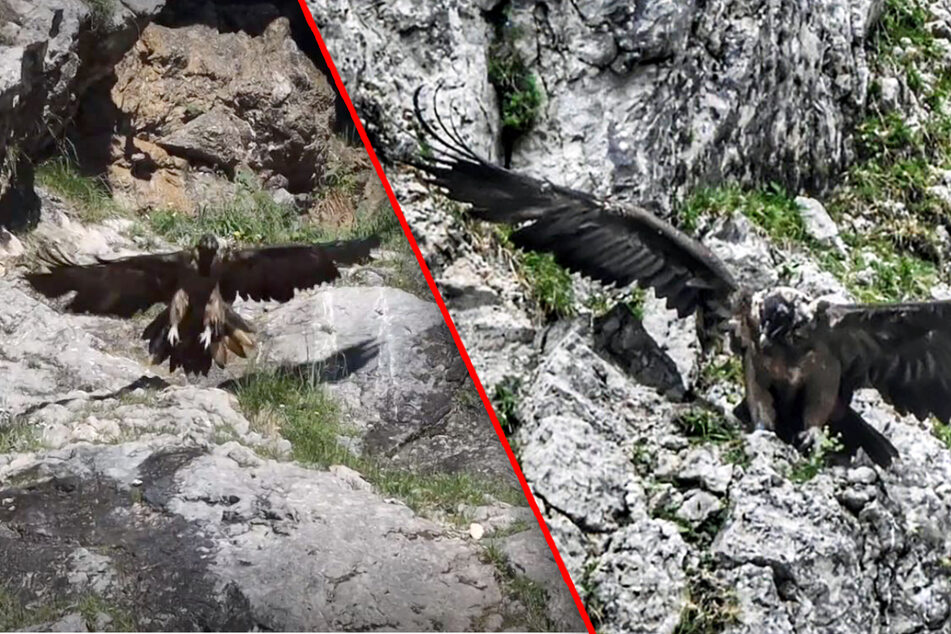 Kampf in der Luft: Bartgeier Recka und Dagmar müssen sich gegen Adler wehren